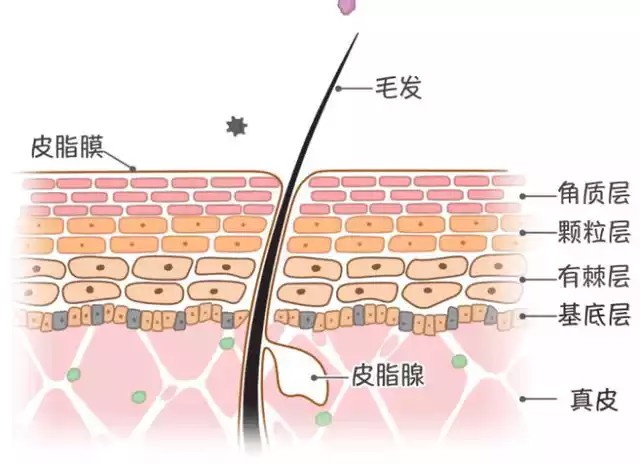  皮肤,皮肤屏障,皮脂膜,角质层