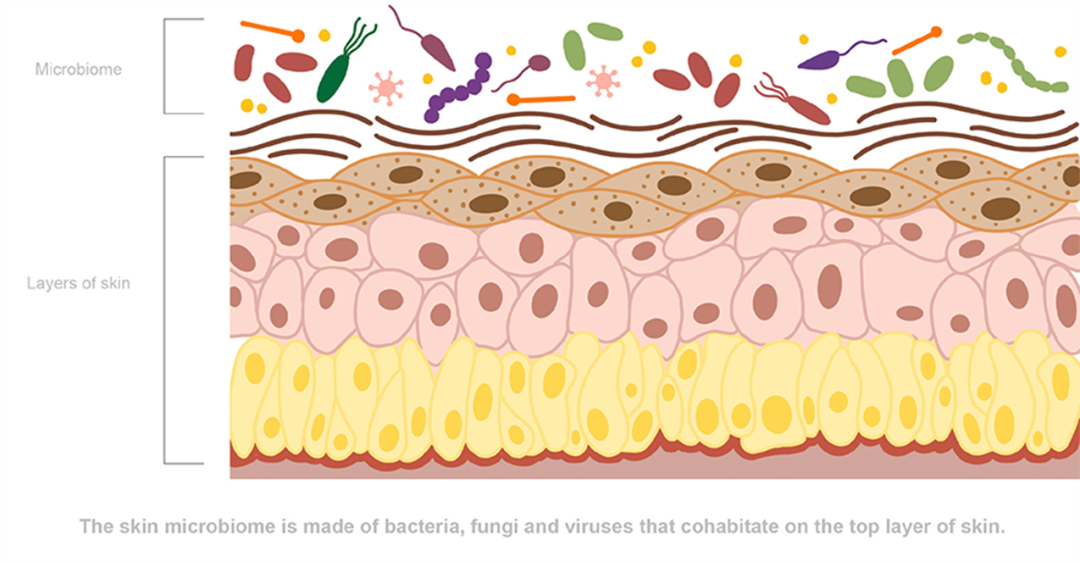 皮肤,微生态,皮肤感染,皮肤微生物,化妆品