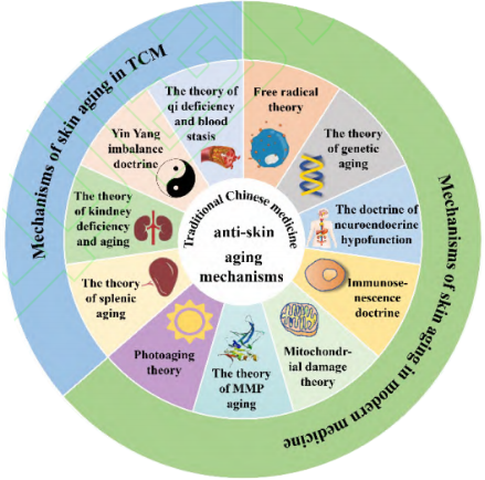 皮肤衰老,中药,新陈代谢,调节内分泌,皮肤皱纹,抗氧化